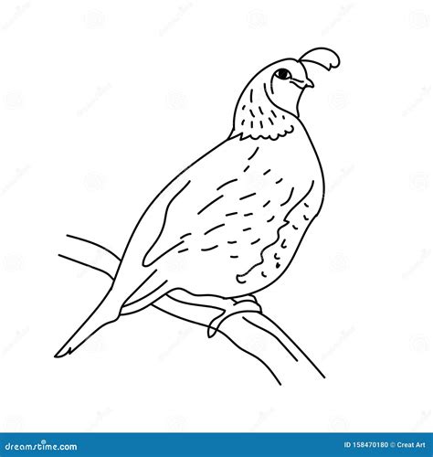 Quail. Bird Quail. Vector Silhouette | CartoonDealer.com #87437397