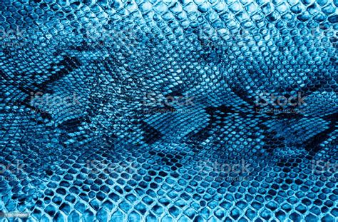 Snake Skin Background Stock Photo Download Image Now 2020 Abstract