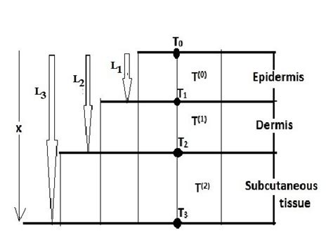 Schematic diagram of three skin layers. | Download Scientific Diagram