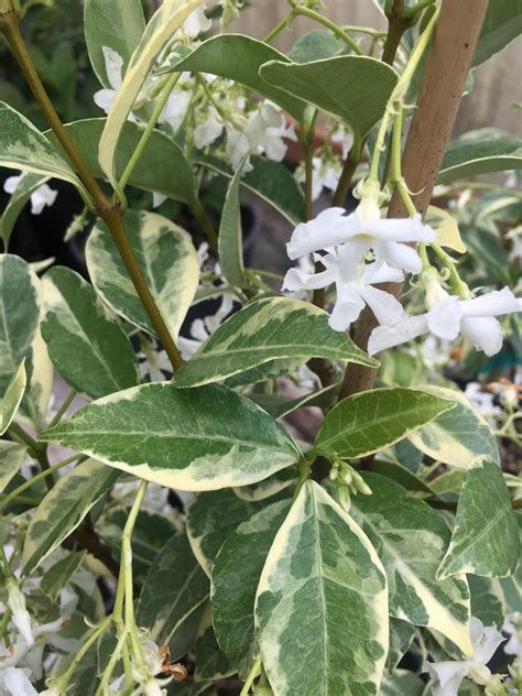 Trachelospermum Jasminoides Variegatum Xera Plants