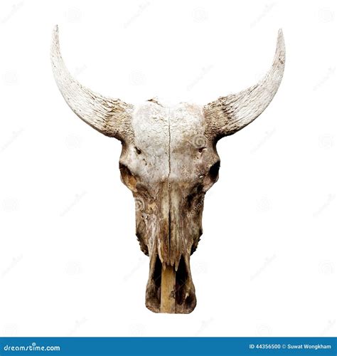 His Cow Bone Stock Photo Image Of Nature Death Ancient 44356500