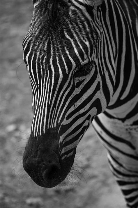 Zebra Hayvan Siyah Ve Pixabay de ücretsiz fotoğraf Pixabay