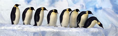 Emperor Penguins, Antarctica, snow, cold wallpaper | other | Wallpaper