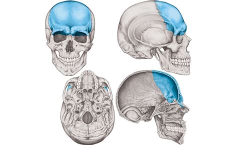 Hueso Frontal Anatom A Funci N Importancia Cl Nica