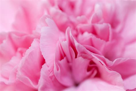 Pink Carnation Detail Free Stock Photo - Public Domain Pictures