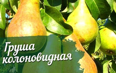 Груша г 322 колоновидная описание сорта фото