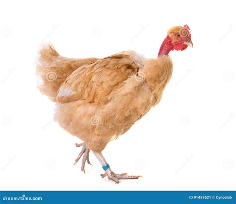 Naked Neck Chicken In Studio Stock Image Image Of Purebred White