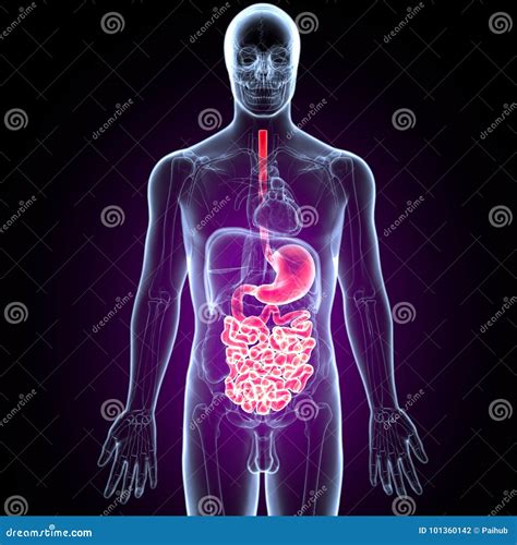 3d Illustration Of Human Digestive System Anatomy Stomach With Small