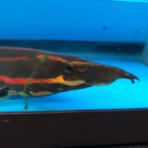 Fire eel large for sale | Exotic Fish Shop | 774-400-4598