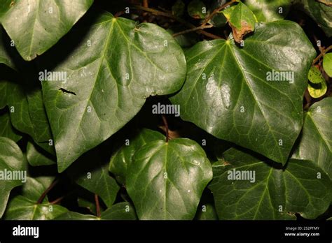 Persian Ivy Hedera Colchica Stock Photo Alamy