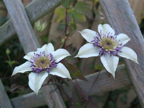 Clematis Florida Var Sieboldiana Grows On You