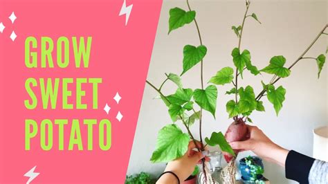 How To Grow Sweet Potato Vine Expert Tips For Lush Growth