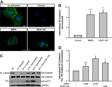 BMP6 Stimulation Increases Internalization Of VE Cadherin A BMP6