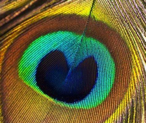 Peacock Feather Eye with Bright Green and Blue Tail Feathers