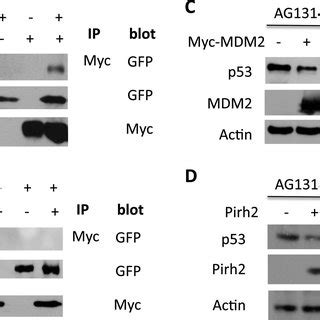 The Functional Relationship Between Xpc And Mdm A And B Xpc