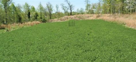 winter food plots  whitetail deer