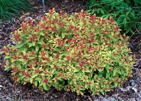 Magic Carpet Spirea In Winter Carpet Vidalondon