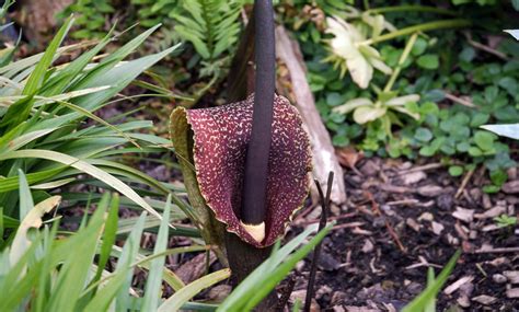 В «Аптекарском огороде» расцвела лилия с запахом гнилого мяса | Город ...