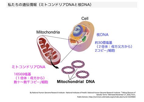 dna dna dna hlztf