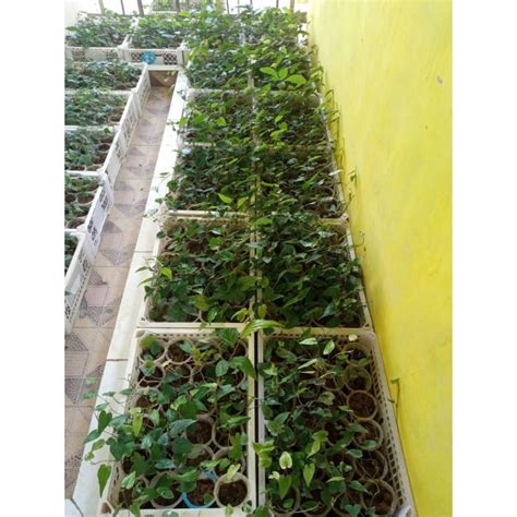 jual bibit cabe jamu super shopee indonesia