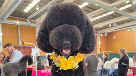 Una Leonesa Premiada En El Campeonato De Espa A De Peluquer A Canina