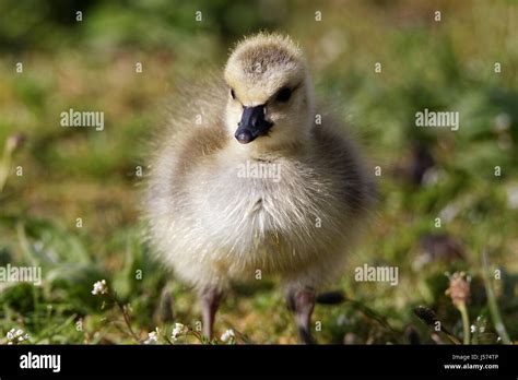 Cute Baby Canada Goose Stock Photo - Alamy