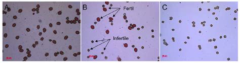 Pollen Viability In S 2 Generation Derived From An Allohexaploid Download Scientific Diagram