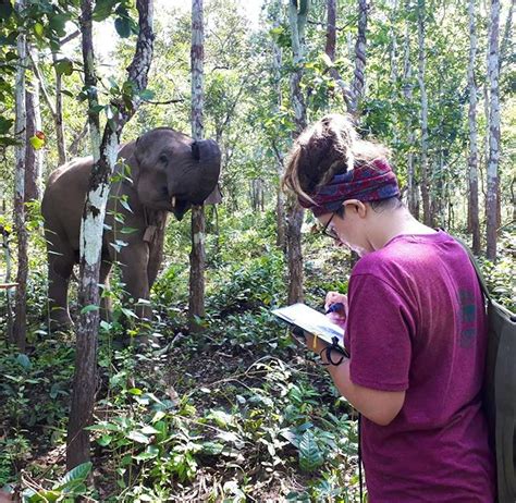 Elephant Research Internship | Volunteer in Thailand 2025
