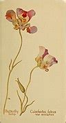 Category:Calochortus luteus - botanical illustrations - Wikimedia Commons