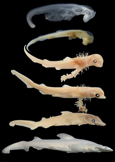 The Conversation Hammerhead Shark Embryos Reveal Secrets Of Their