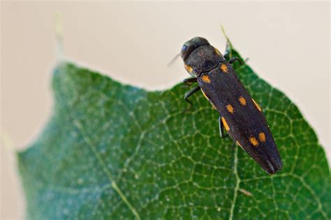 08 Goldspotted Oak Borer Beetle Center For Invasive Species Research Flickr