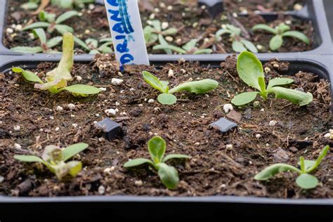Lettuce Seedlings How To Identify Seedlings In The Vegetable Garden