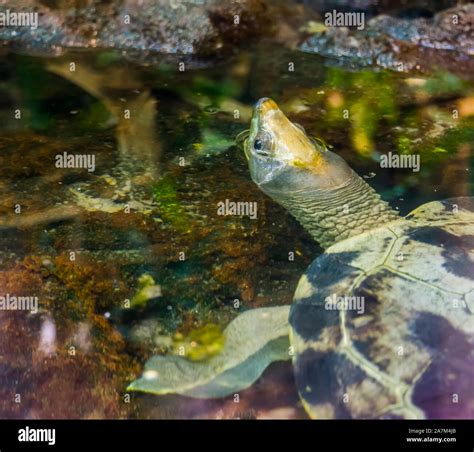 Primer Plano De Un Malayo Galápago Pintado En El Agua Grandes Tortugas