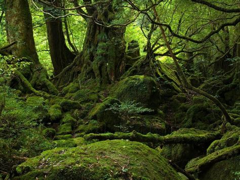 Mystic Forest HD Desktop Papel de parede: Widescreen: Alta definição ...