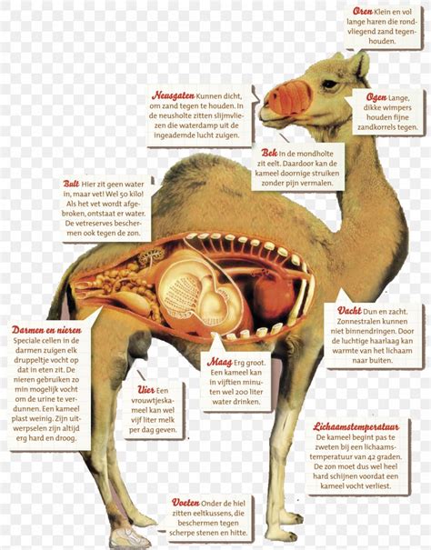 Dromedary Bactrian Camel Camel Milk Food PNG 2200x2813px Dromedary