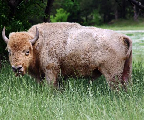 rare white buffalo stock photo image  american nmerican
