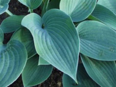 Hosta Drop Dead Gorgeous Perennial Plant Sale Bloomin Designs Nursery