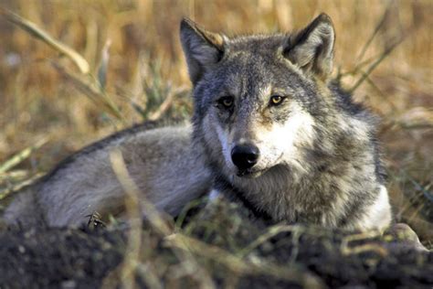 The Rural Blog Federal Judge Restores Endangered Species Status For