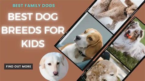 Best Dog Breeds for Kids: A Comprehensive Guide