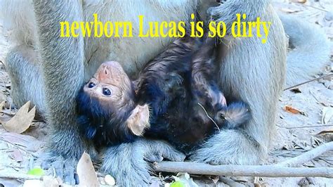 Poorest Newborn Baby Lucas Is So Dirty Weak Why Mom Leyla Not