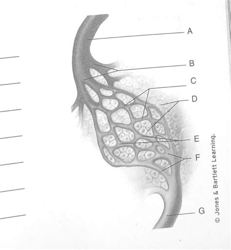 perfusion Diagram | Quizlet