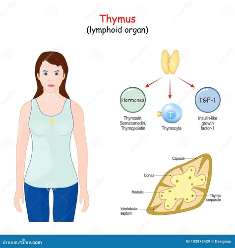 Structure, Location, and Function of the Thymus Stock Vector ...