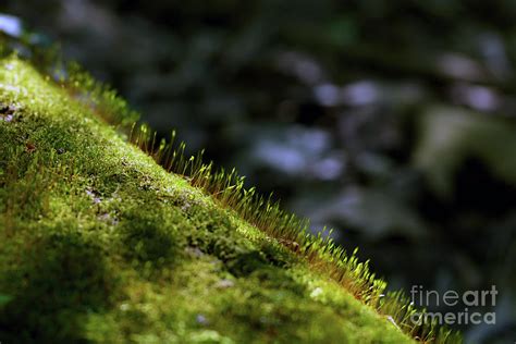 moss growth   rock   forest floor photograph  laura ekleberry