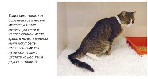 Идиопатический цистит у кошек - 5 симптомов и лечение