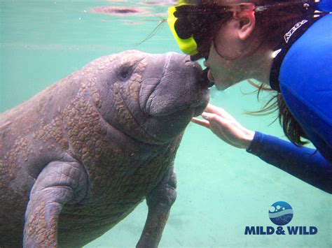 River Ventures | Private Manatee Group Tour | Crystal River