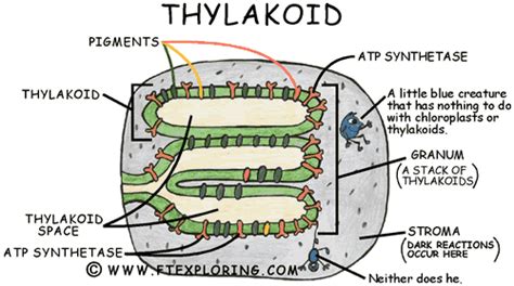 Exploring Photosynthesis In A Leaf Chloroplasts Grana Stroma