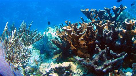 scientists discover sandy island doesnt exist channel  news