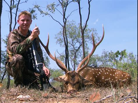 Queensland Deer Safaris - Chital Stag Hunt - Hunting Trips Australia