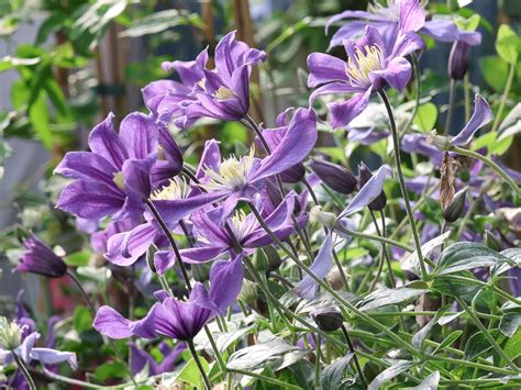 Clematis 'Aromatica' - Clematis integrifolia 'Aromatica' - Baumschule ...