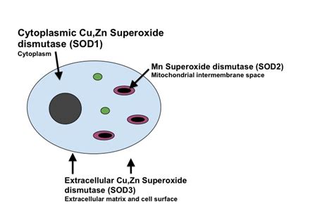 Antioxidant Cuzn Superoxide Dismutase Sod1 Chemistry Libretexts